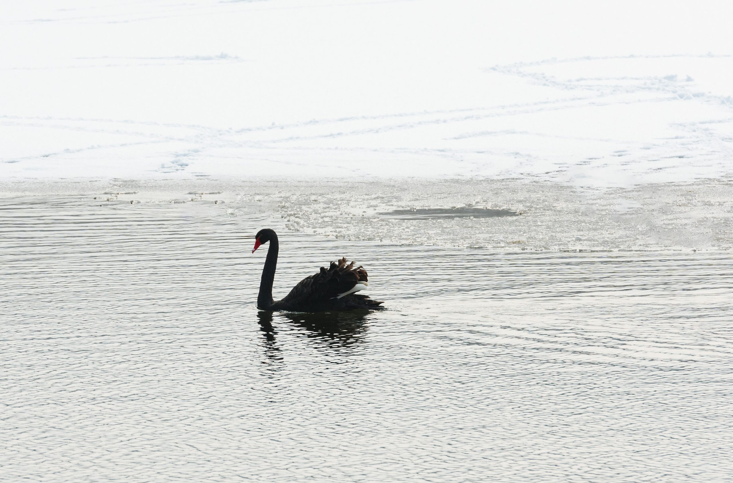 How I Learned to Stop Worrying and Love the Black Swan
