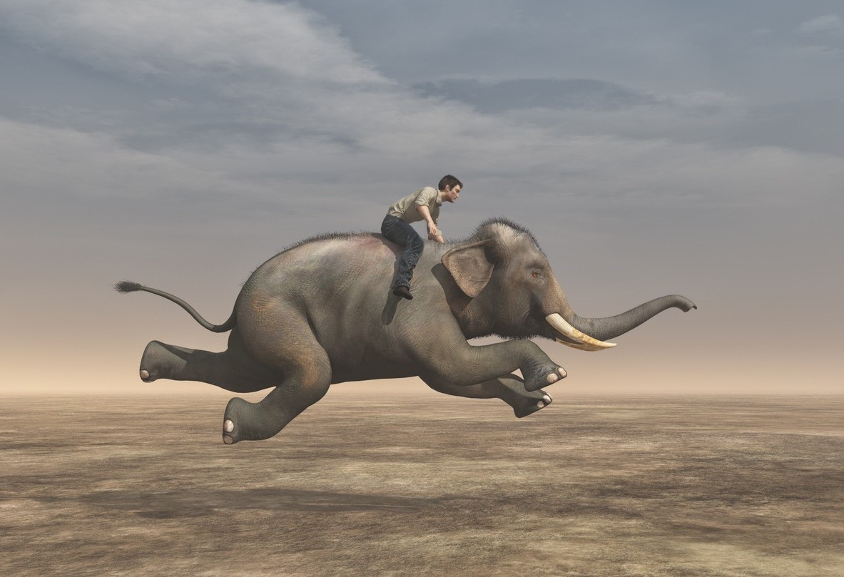 The Rider and the Elephant